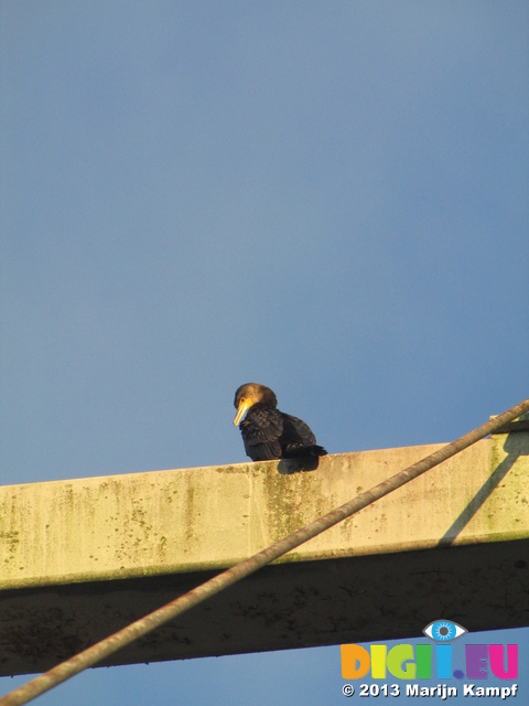 SX32130 Cormorant (Phalacrocorax Carbo) on bridge